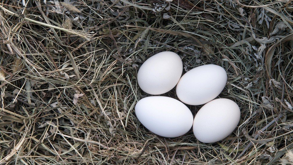 تناول البيض بانتظام يحمي من فقدان البصر