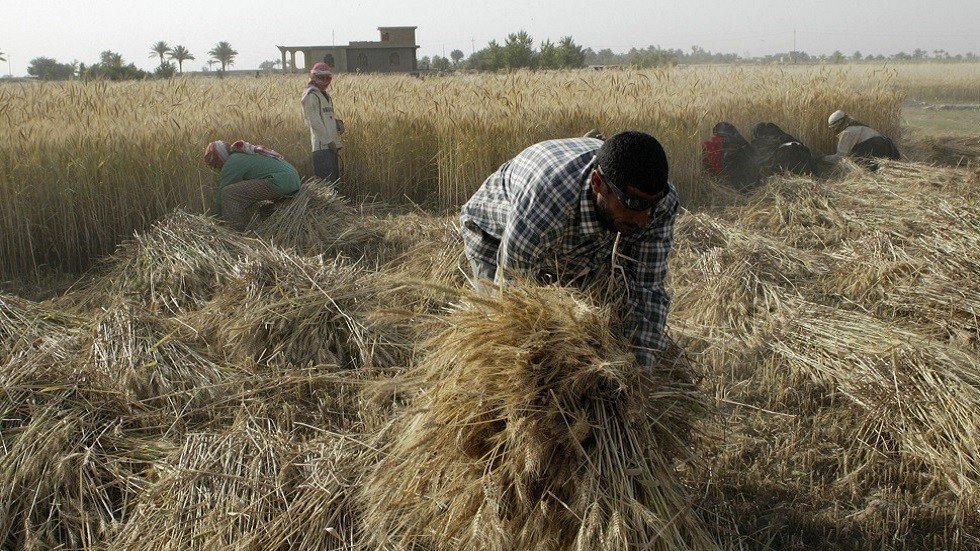 العراق يتجه لحصاد رقم قياسي من القمح