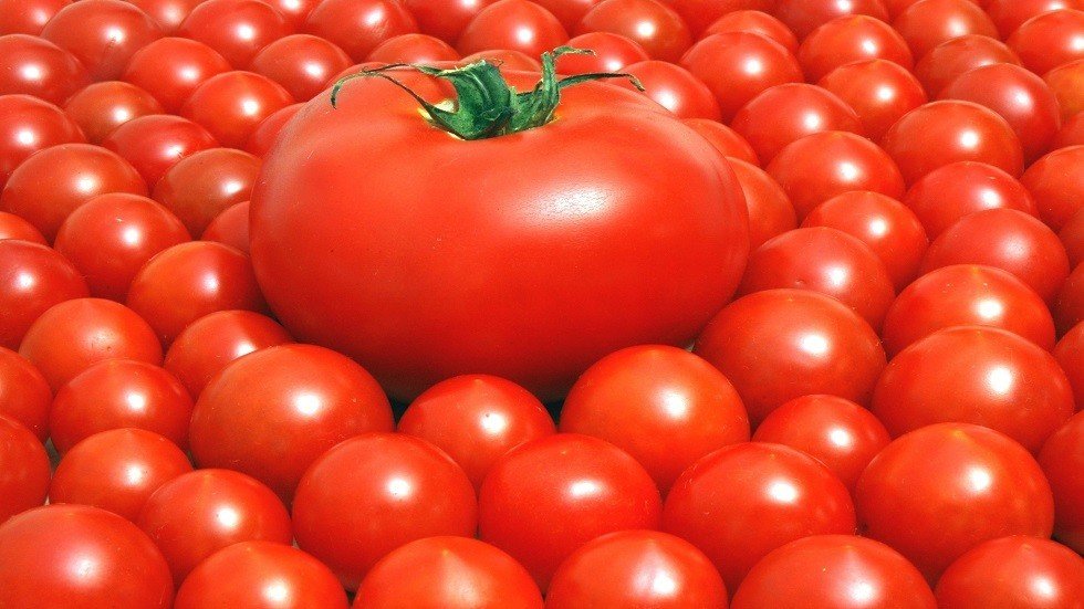 تناول الطماطم يخفض خطر تطور سرطان الجلد