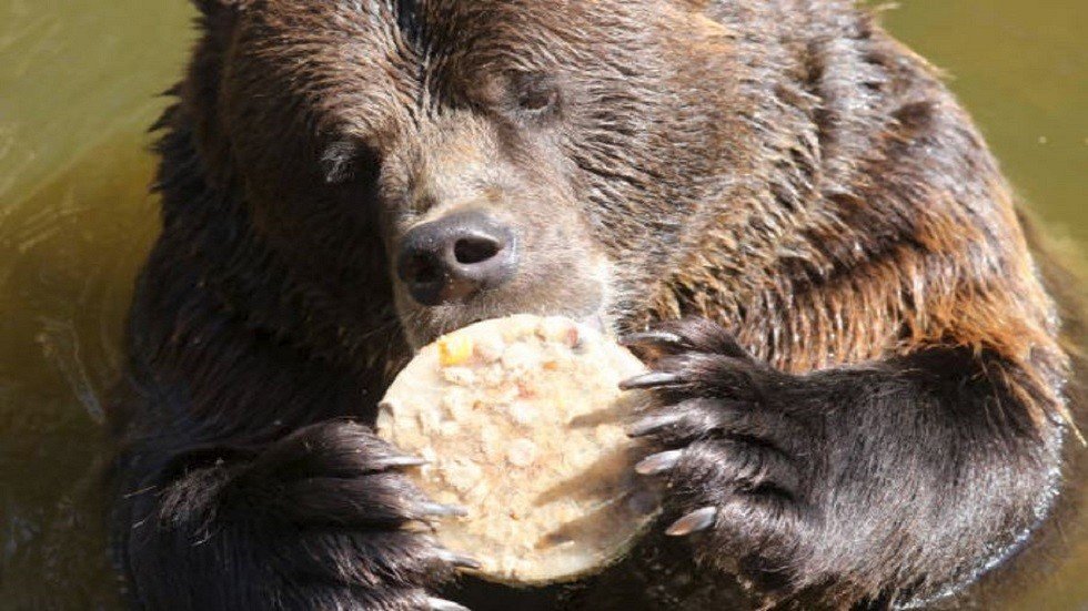 دب يرشو كلبا بداعي المصلحة! (صور)