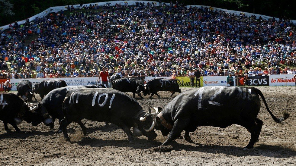 شاهد..  مصارعة "ملكة الملكات" في سويسرا