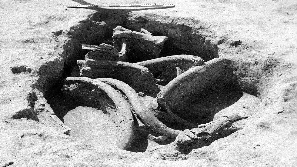 إحباط محاولة تهريب أنياب ماموث من روسيا إلى أوروبا