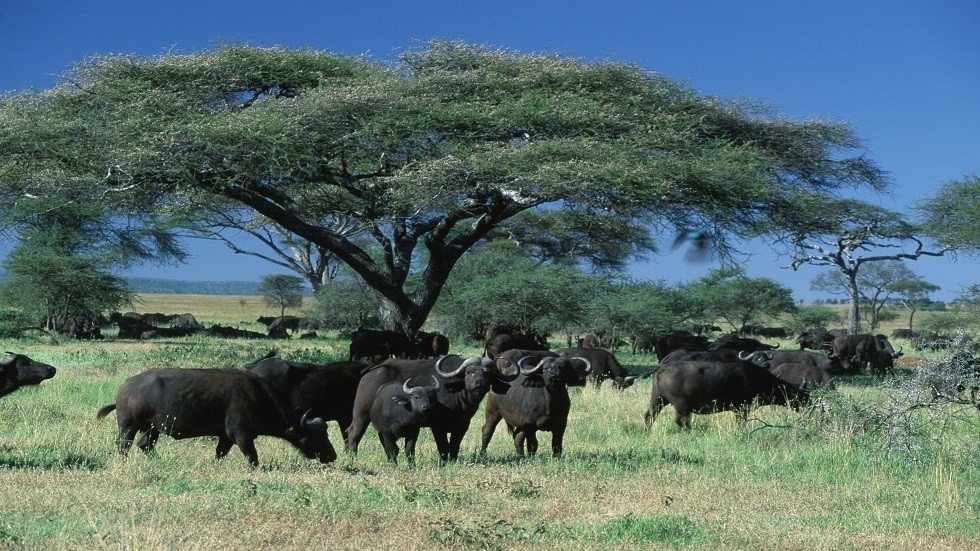 من هم أسلاف الحضارة البشرية؟