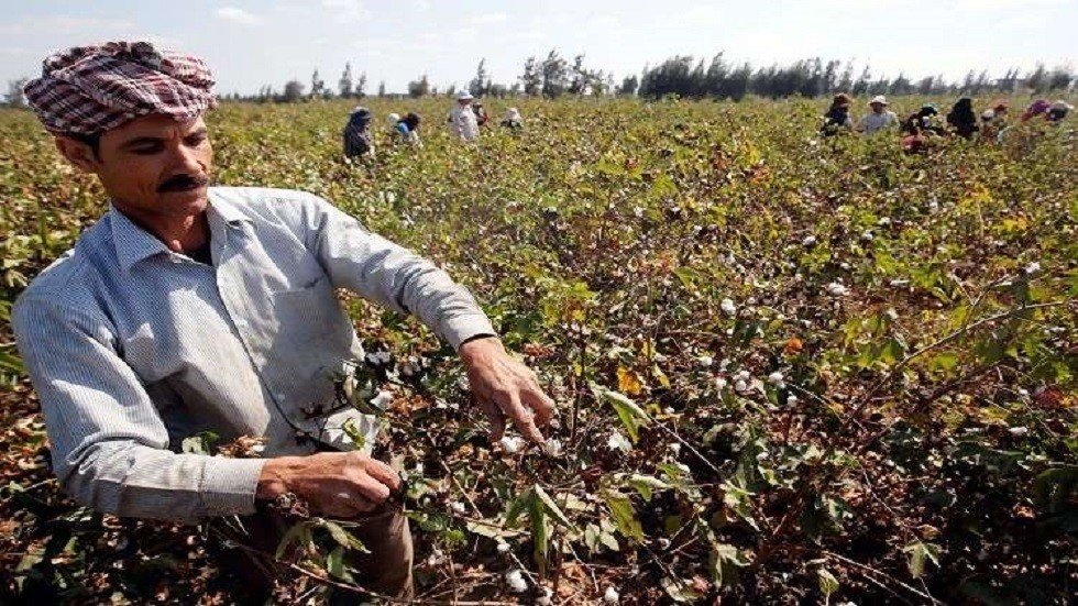 وزير الزراعة المصري: ارتفاع صادرات مصر الزراعية إلى أكثر من 3.5 ملايين طن 