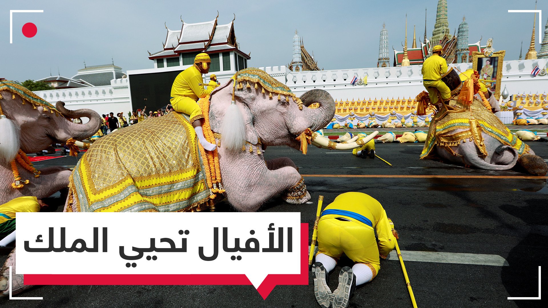 جثت أمام صورته.. أفيال في مسيرة مذهلة تحية لملك تايلاند الجديد 