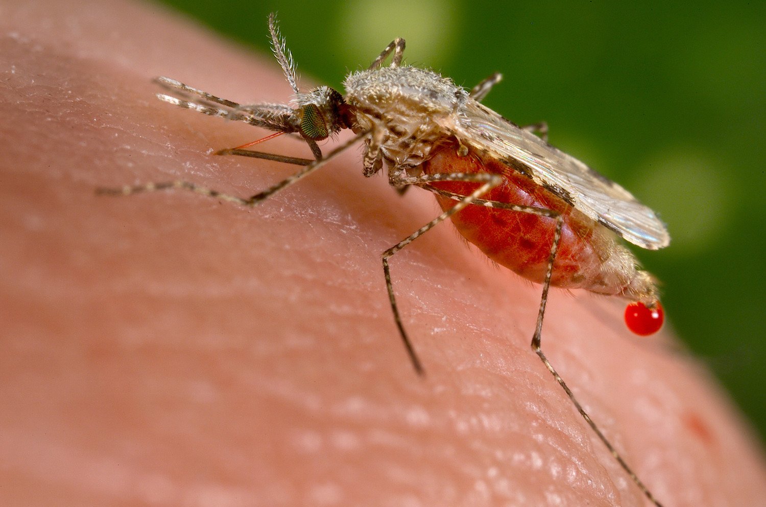 الجزائر ثاني بلد إفريقي يخلو من وباء الملاريا