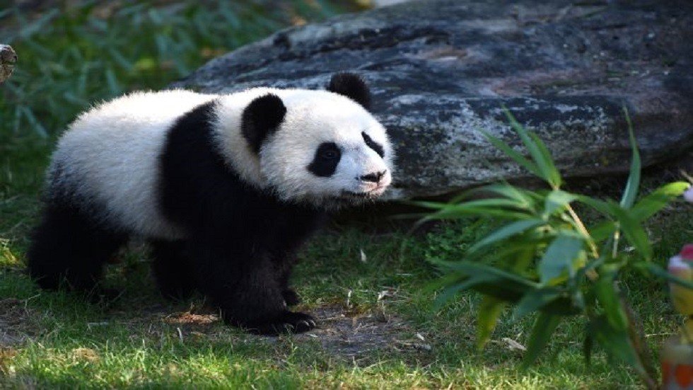 أول صورة في العالم لدب الباندا الأبيض النادر (صورة)