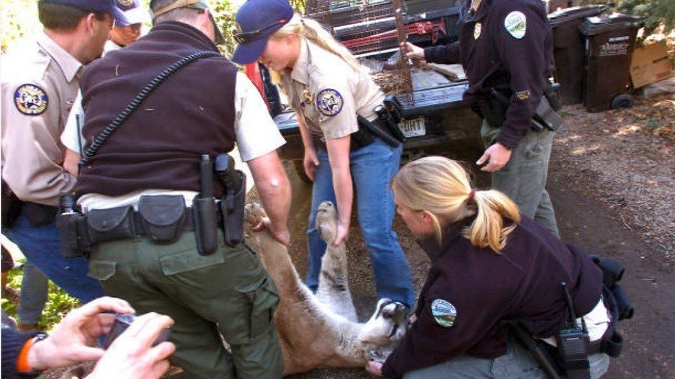 كلاب تنقذ طفلا من فكي أسد الجبال!