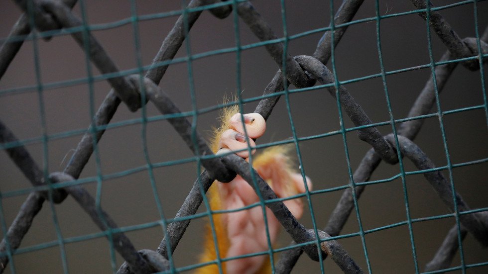 قرد لبناني يشعل مطاردة ساخنة في إسرائيل لـ10 أيام!