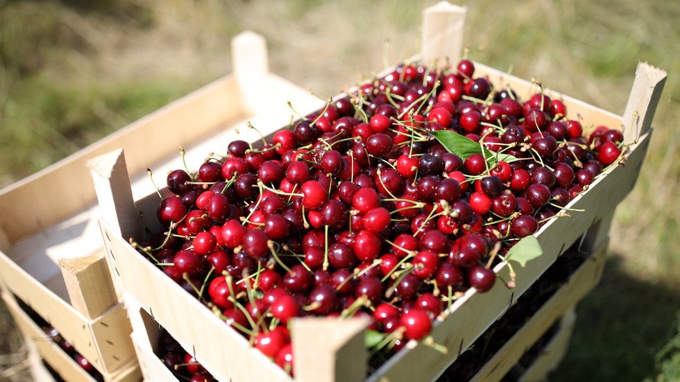 كرز سوريا على المائدة الروسية