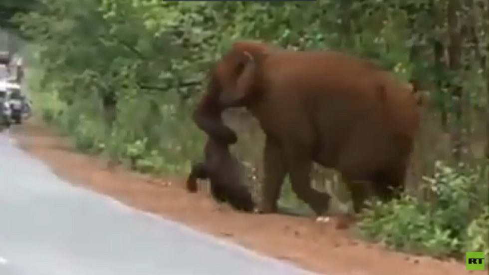 فيلة ترفض ترك صغيرها الميت  