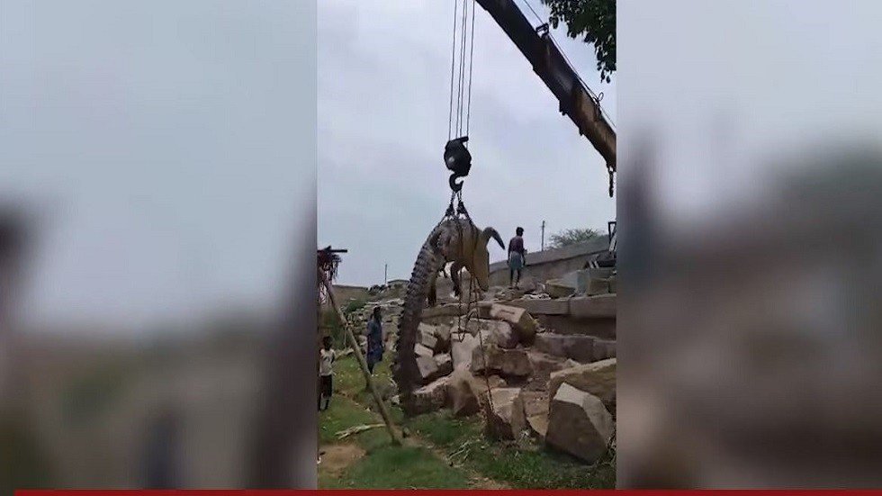 تمساح بوزن 300 كغ التهم عنزة فنفق