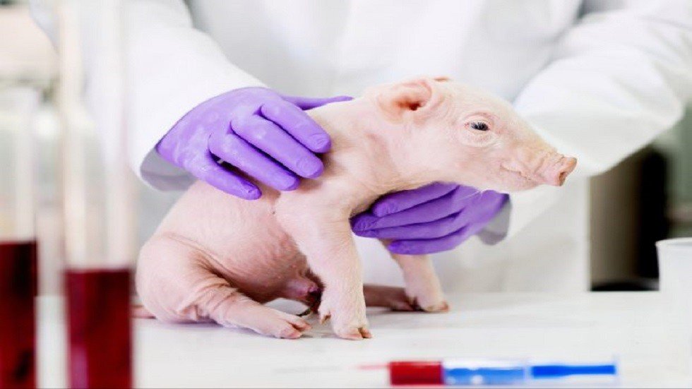 تجربة علمية مثيرة لزراعة أعضاء الخنازيرالمعدلة لدى البشر!