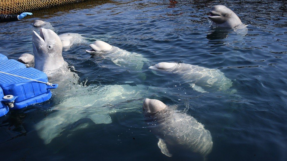 إطلاق سراح الحيتان من السجن في الشرق الأقصى الروسي