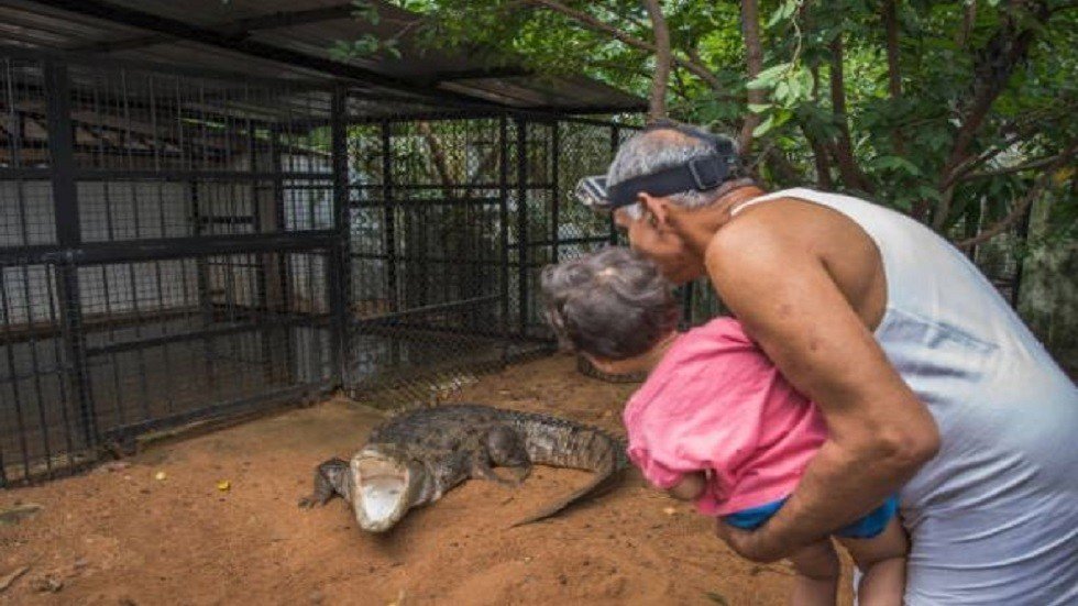 عمرها سنتان فقط.. تماسيح تلتهم طفلة مربيها!