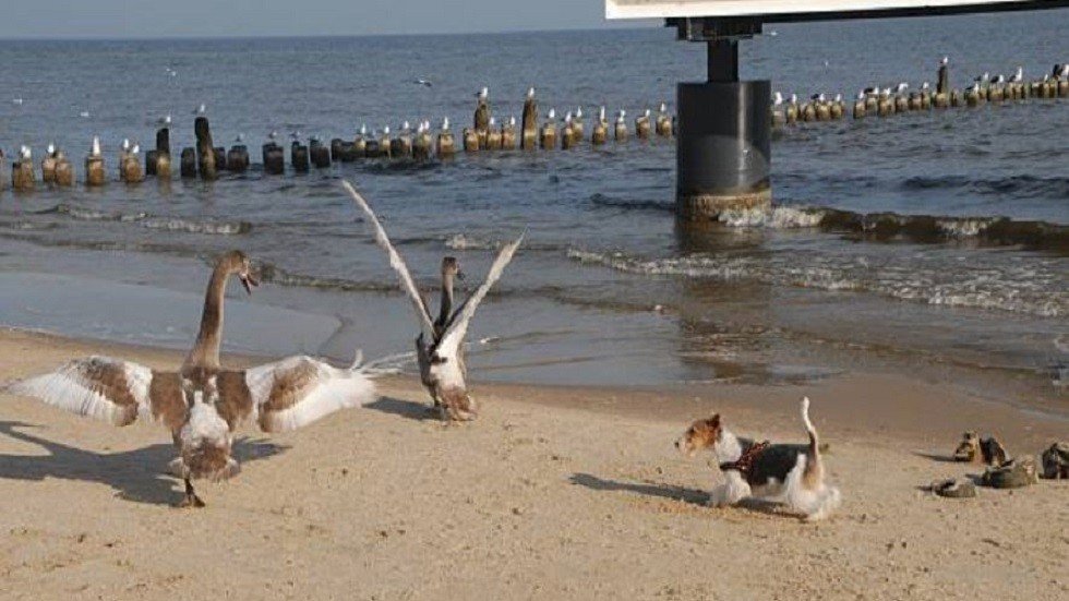 أمام أعين الجميع.. بجعة "تصفع" كلبا بجناحيها فترديه قتيلا!