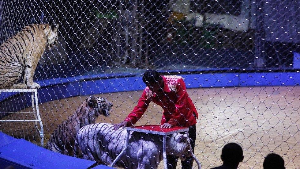 نمور تفترس مدرب السيرك الإيطالي