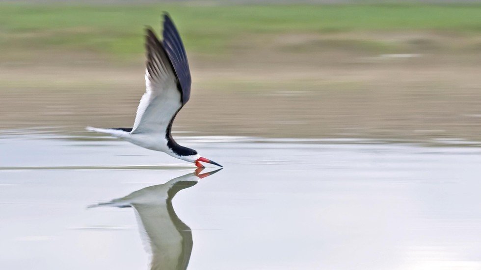 صورة مروعة لطائر يطعم فرخه عقب سيجارة!