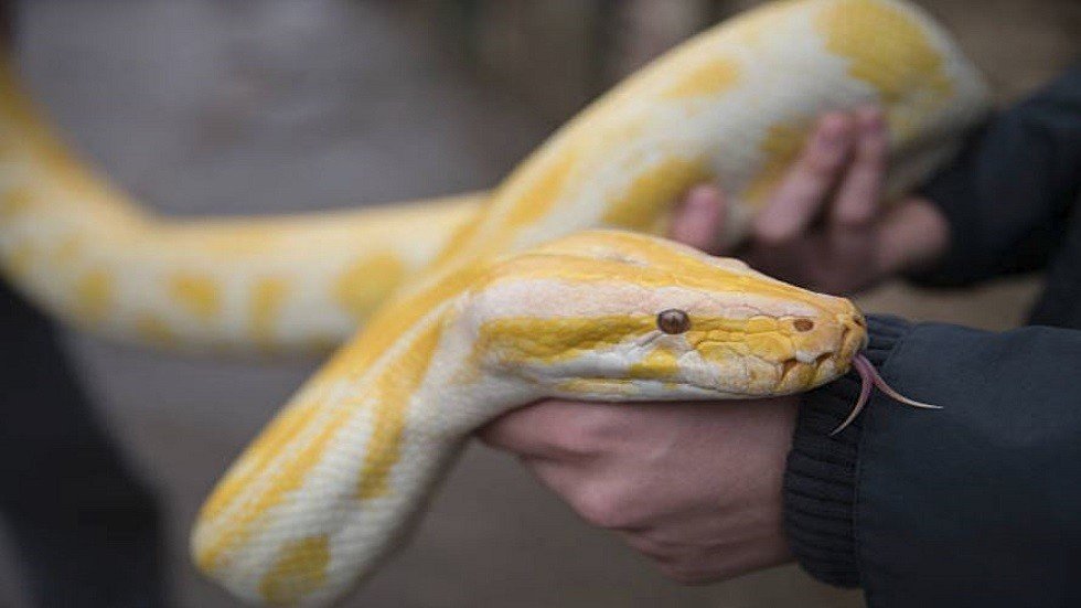 شاهد ما حدث لسائحة واجهت ثعبان النمر!