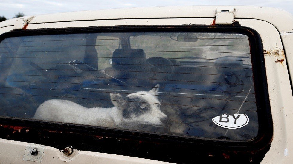 العثور على رجل ميت في  فلوريدا بعدما تلقى 100 عضة من كلاب ضالة 