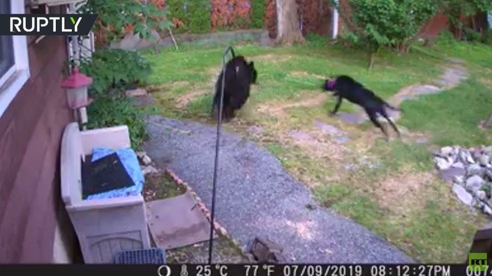شاهد.. كلب يطارد دبا دخل فناء بيت ريفي في نيوجيرسي