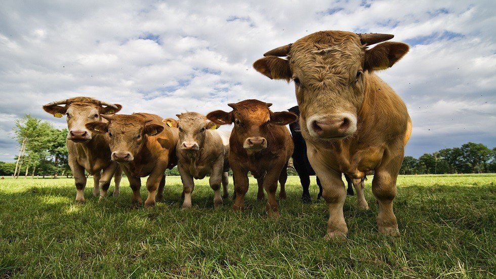 المملكة المتحدة..خبراء يحذرون من تفشي وباء جنون البقر من جديد!