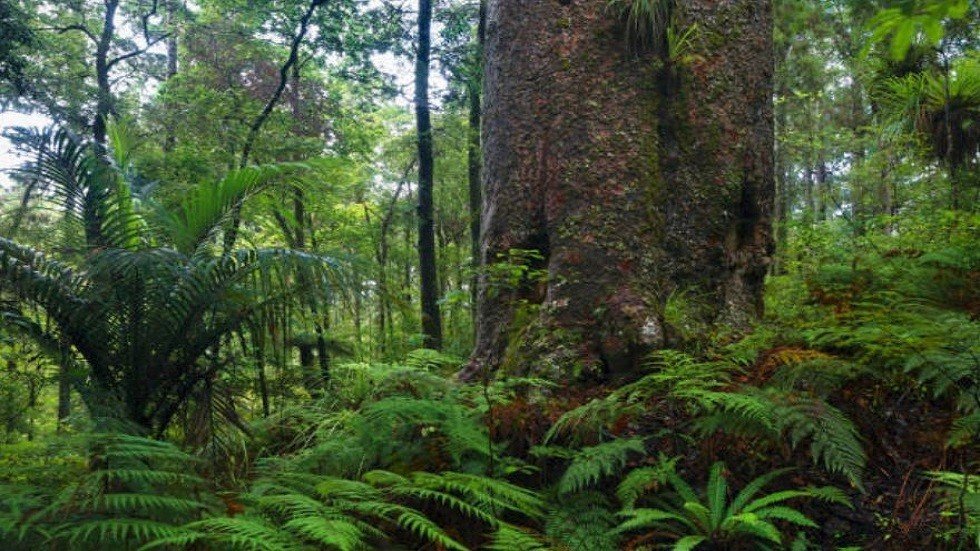 جذع شجرة يذهل العلماء برفضه الموت!