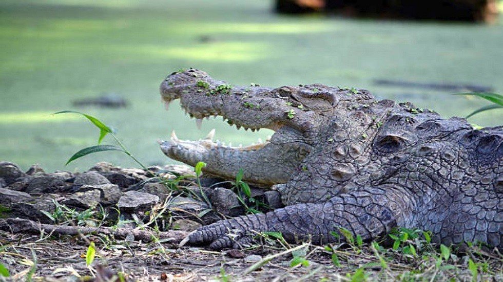 تمساح يخطف طفلا  أمام أعين الفلاحين!