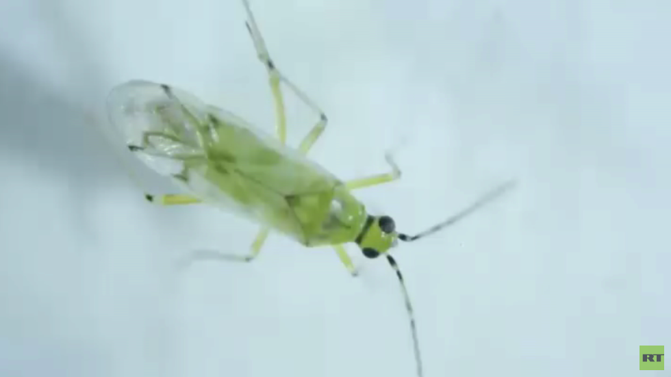 إسبانيا تكافح الآفات الزراعية بالحشرات