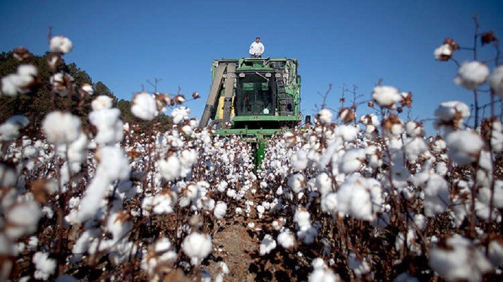 مصر.. الإعلان عن نظام جديد لإعادة القطن المصري لمكانته العالمية