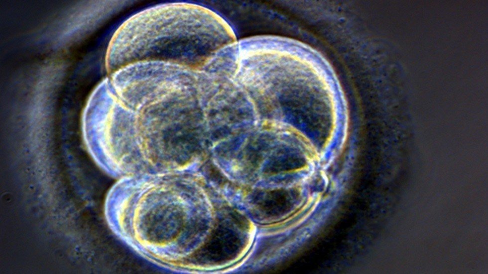 العلماء ينتجون جنينا هجينا من القردة والبشر!