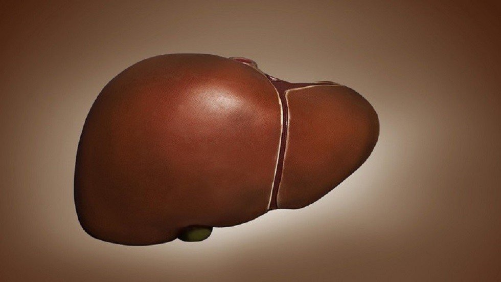 اكتشاف خلايا جديدة قد تغني عن زراعة الكبد قريبا