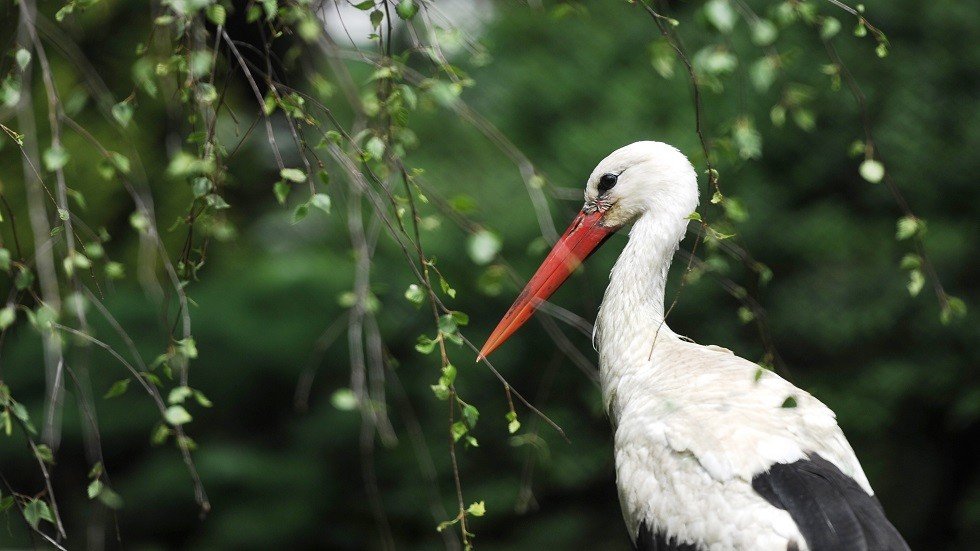 روسيا تتعاون مع منظمات عالمية لحماية الطيور النادرة