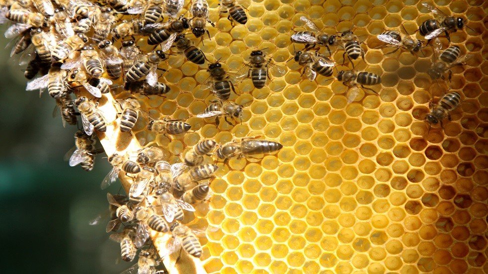 الكشف عن سبب اختفاء النحل في روسيا
