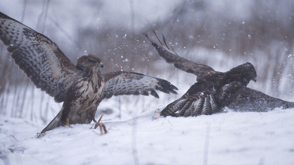 نفوق 80% من الطيور الجارحة في سيبيريا