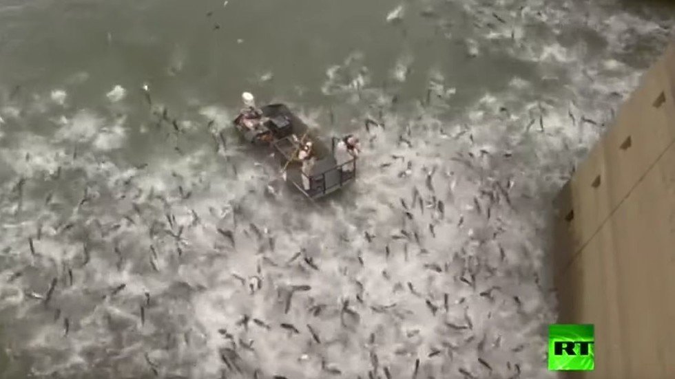 شاهد: مئات أسماك الكارب تقفز في الهواء بسبب صدمة كهربائية