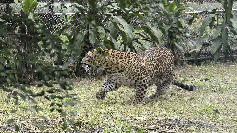 نمر هائج يتسلل إلى قرية ويجرح 4 أشخاص