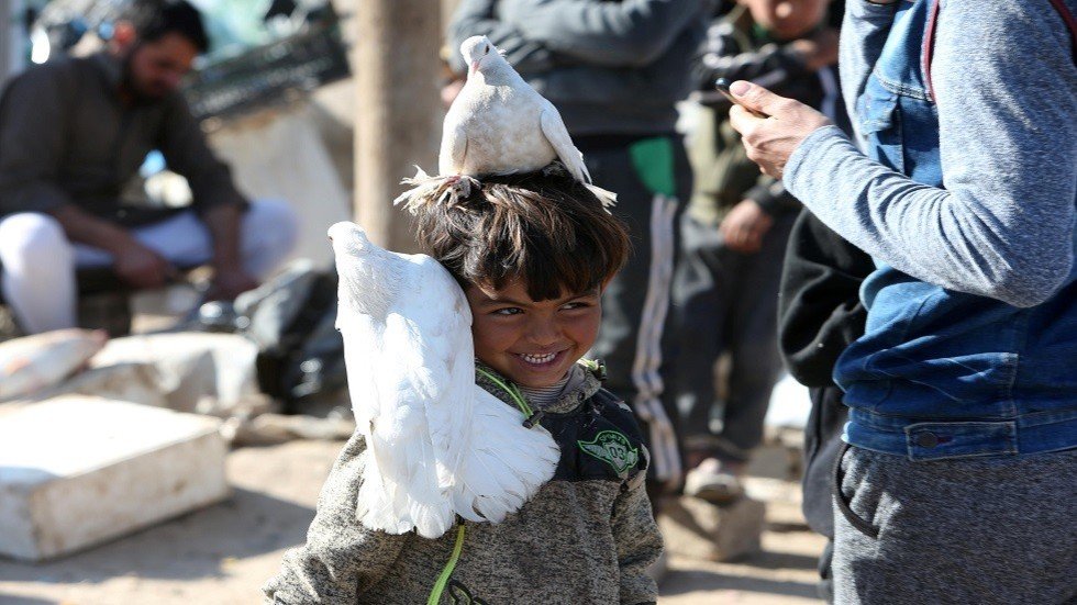 30 ألف دولار ثمن براز حمامة بريطانية