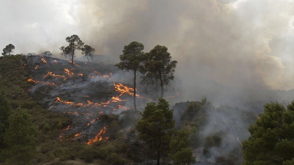 الجزائر.. حرائق ضخمة تلتهم آلاف الأشجار المثمرة ومساحات واسعة من الأحراش (فيديو)