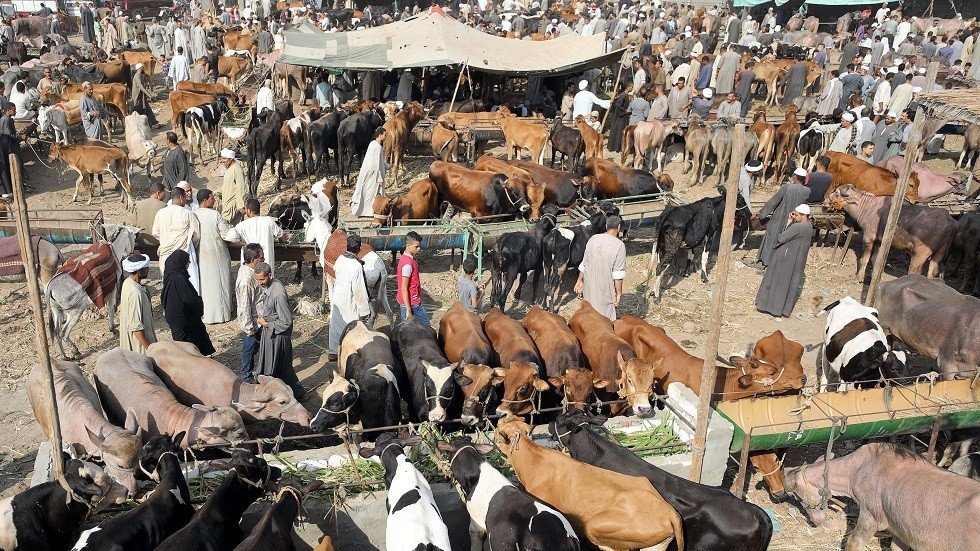 مصر.. التحقيق مع مدير مدرسة بعد اكتشاف عملية ذبح أضحية داخل حماماتها!