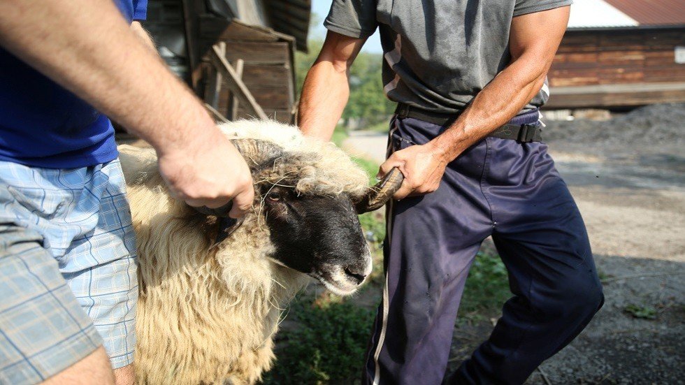 مصارعة وتكحيل وإلقاء في البحر.. طقوس غريبة في التعامل مع أضاحي العيد