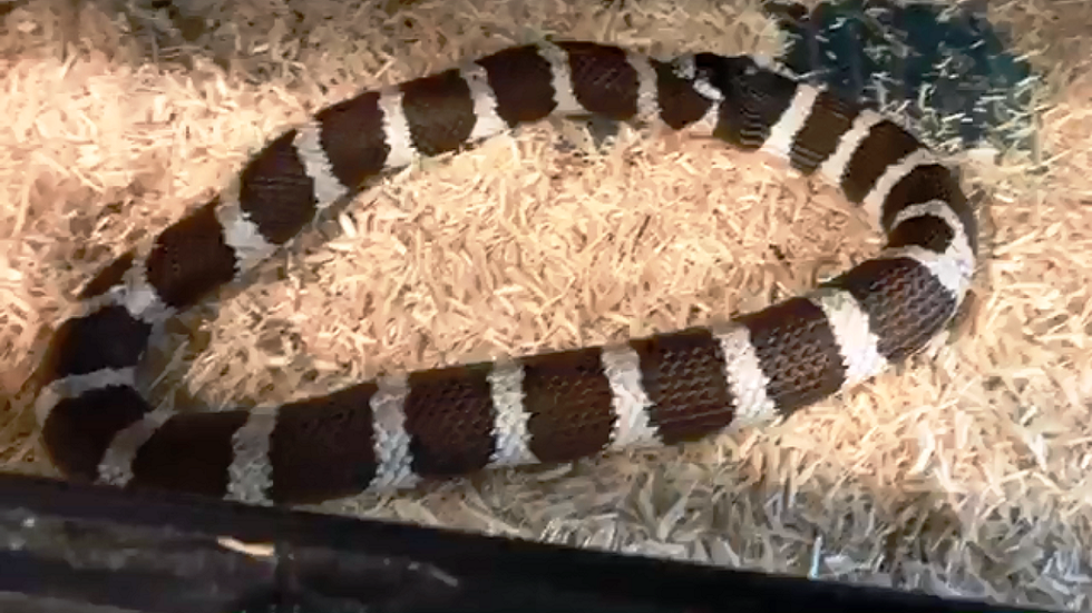 شاهد.. أفعى تلتهم نفسها