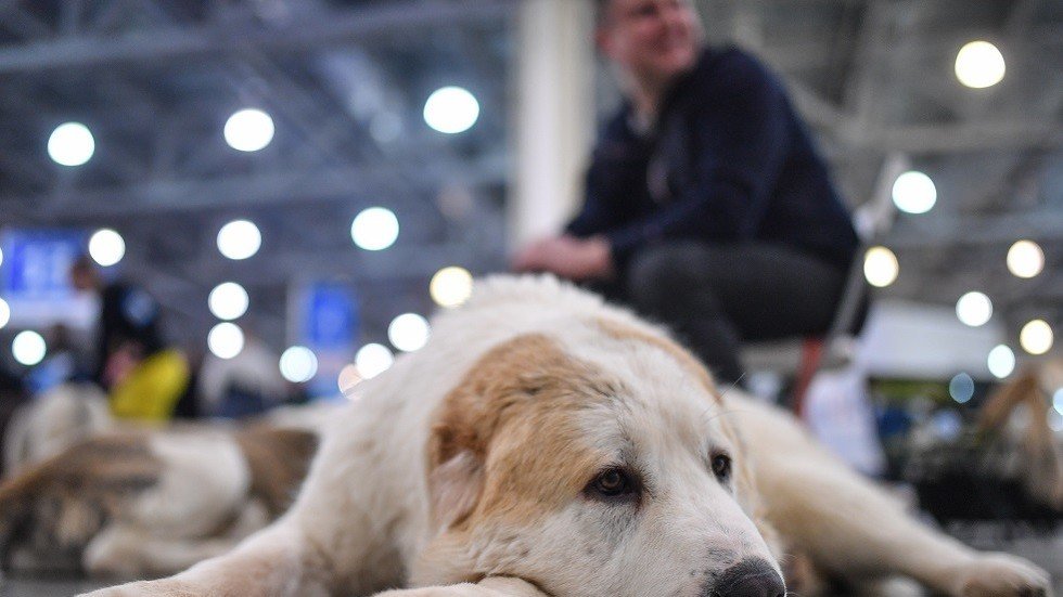 سيارات تعترض سائقا متهورا يجر كلبا هرما في أحد شوارع موسكو