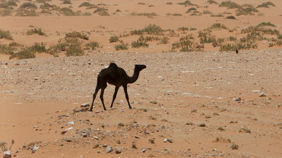 ناقوس الخطر: السعودية مهددة بالعطش