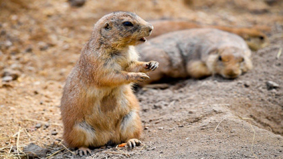 تفشي وباء الطاعون في الولايات المتحدة