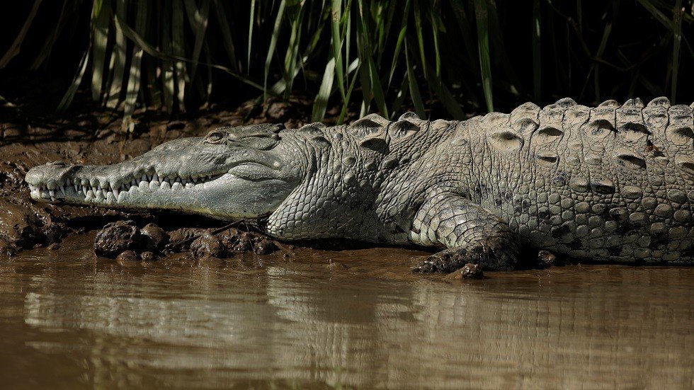 شيخ سعودي يوضح الحكم الشرعي في أكل التمساح