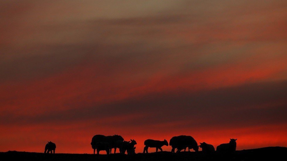 تقرير: العالم على أعتاب أزمة غذاء تهدد 800 مليون شخص