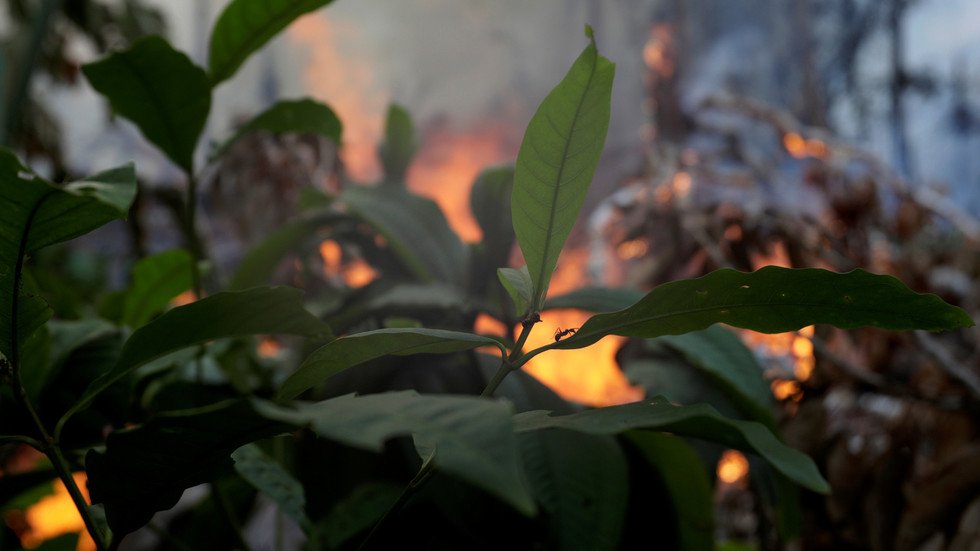 البرازيل تتراجع عن رفضها لمساعدات الأمازون.. بشرط!