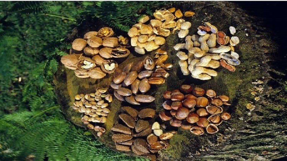 المكسرات.. الفوائد والأضرار