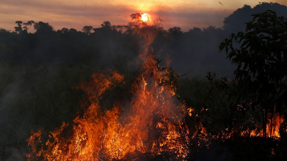 الأمازون.. رئة للأرض أم مجرد منجم للأخشاب؟